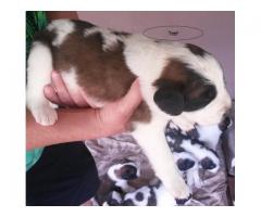 Saint Bernard Puppies for Sale - R 1500