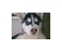 Husky honde te koop