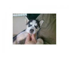 Husky honde te koop