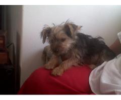 yorkies female's for sale