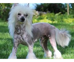 Chinese Crested Puppies for sale