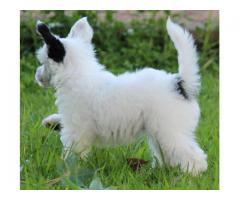 Chinese Crested Puppies for sale