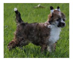 Chinese Crested Puppies for sale