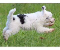 Chinese Crested Puppies for sale