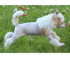 Chinese Crested Puppies for sale