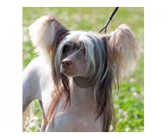 Chinese Crested Puppies for sale