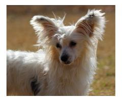 Chinese Crested Puppies for sale