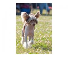 Chinese Crested Puppies for sale