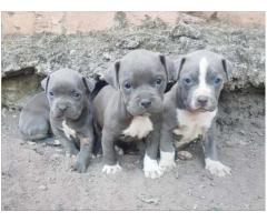 Blue Registered Pitbull Puppies for sale