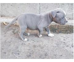 Blue Registered Pitbull Puppies for sale