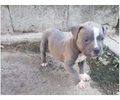 Blue Registered Pitbull Puppies for sale