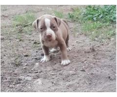 Blue Registered Pitbull Puppies for sale