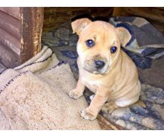 2x Beautiful Staffie Puppies for sale