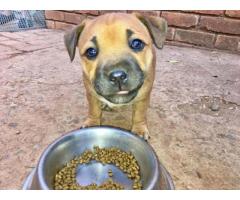 2x Beautiful Staffie Puppies for sale