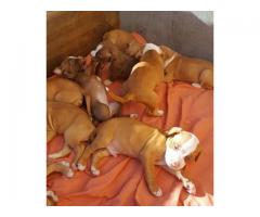 Adorable Pitbull Puppies For Sale