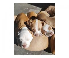 Adorable Pitbull Puppies For Sale