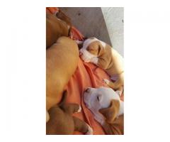 Adorable Pitbull Puppies For Sale