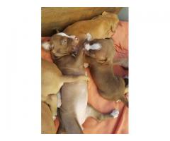 Adorable Pitbull Puppies For Sale