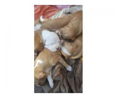 Adorable Pitbull Puppies For Sale