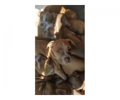 Adorable Pitbull Puppies For Sale