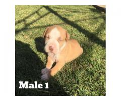 Registered Pitbulls puppies for sale (Zimmermanns Pitbulls)