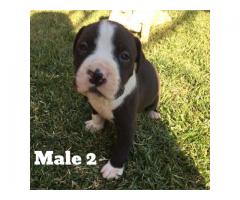 Registered Pitbulls puppies for sale (Zimmermanns Pitbulls)