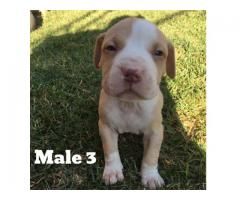 Registered Pitbulls puppies for sale (Zimmermanns Pitbulls)