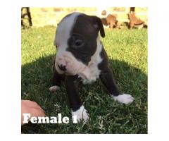 Registered Pitbulls puppies for sale (Zimmermanns Pitbulls)