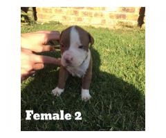 Registered Pitbulls puppies for sale (Zimmermanns Pitbulls)