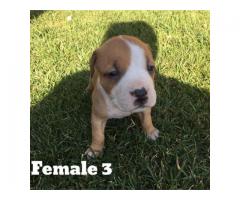 Registered Pitbulls puppies for sale (Zimmermanns Pitbulls)