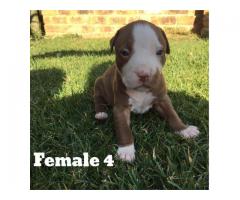 Registered Pitbulls puppies for sale (Zimmermanns Pitbulls)