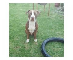 Registered Pitbulls puppies for sale (Zimmermanns Pitbulls)