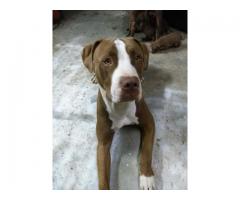 Registered Pitbulls puppies for sale (Zimmermanns Pitbulls)