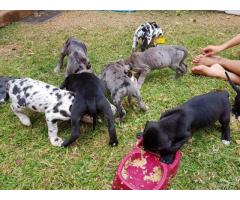 Gorgeous Great Dane puppies for sale