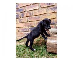 Gorgeous Great Dane puppies for sale