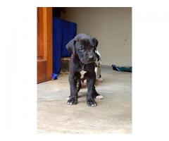 Gorgeous Great Dane puppies for sale