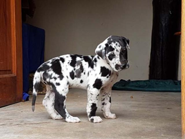Check with seller - Gorgeous Great Dane puppies for sale.