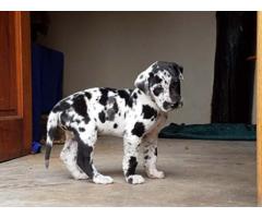 Gorgeous Great Dane puppies for sale