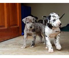 Gorgeous Great Dane puppies for sale