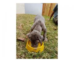 Gorgeous Great Dane puppies for sale