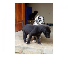 Gorgeous Great Dane puppies for sale