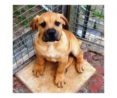 Beautiful Registered Boerboel puppies for sale (SABBS Breeder)