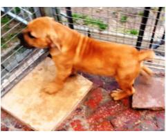 Beautiful Registered Boerboel puppies for sale (SABBS Breeder)