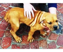 Beautiful Registered Boerboel puppies for sale (SABBS Breeder)