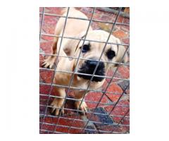 Beautiful Registered Boerboel puppies for sale (SABBS Breeder)
