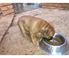 Beautiful Female Staffie Puppy for sale