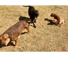 Beautiful Female Staffie Puppy for sale