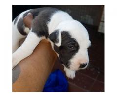 3 x Pitbull puppies for sale (pure breed American pitbulls)