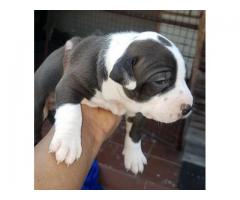 3 x Pitbull puppies for sale (pure breed American pitbulls)