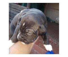 3 x Pitbull puppies for sale (pure breed American pitbulls)